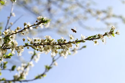 Low angle view of cherry blossoms in spring