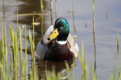 Close-up of mallard duck swimming in lake