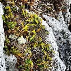 Close-up of moss growing on rock