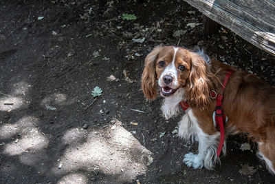 High angle portrait of dog standing outdoors