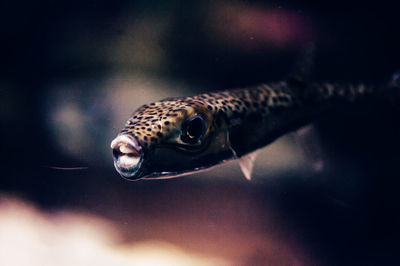 Close-up of fish swimming in tank at aquarium