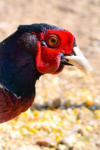 Close-up of a pheasant