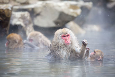 Monkeys in hot spring