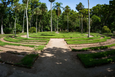 Palm trees and grass in park