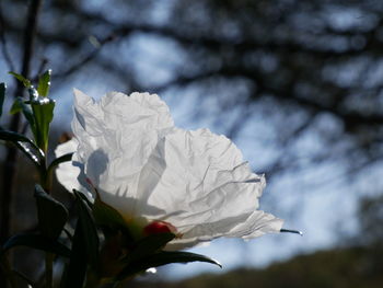 Close-up of white rose flower