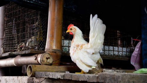 Close-up of rooster in cage
