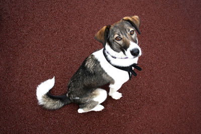 High angle portrait of dog sitting