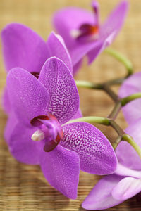 Close-up of purple orchids