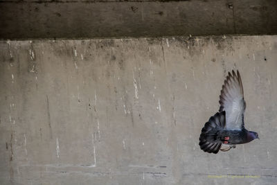 Close-up of bird flying over water