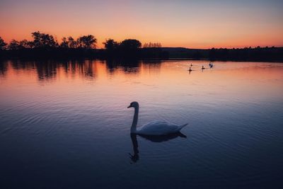 Swan swimming in lake at sunset