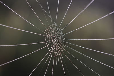 Close-up of spider on web