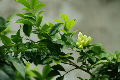 Close-up of fresh green plant