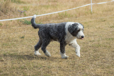 Dog standing on grassy field