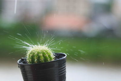 Close-up of cactus plant