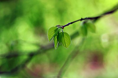 Close-up of green plant