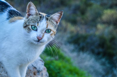 Close-up portrait of a cat