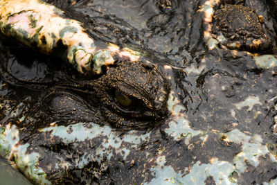 Close-up of crocodile in the sea