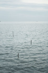 Birds swimming in sea against sky