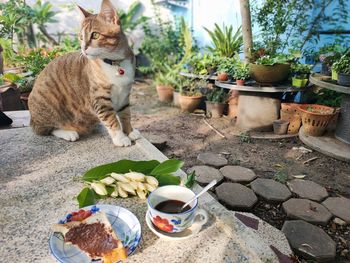 Cat sitting in a yard