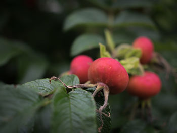 Close-up of berries growing on tree