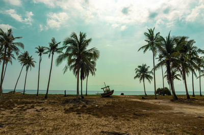 Palm trees on beach against sky