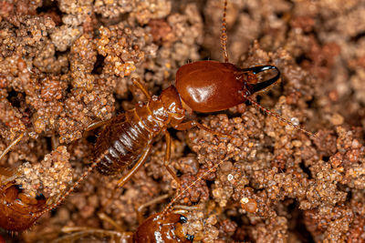 Close-up of insect