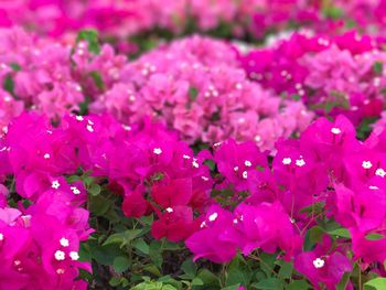 Close-up of pink flowers blooming outdoors