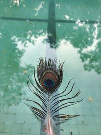 High angle view of feather on water
