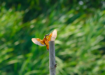 Close-up of kingfisher with spread wings on wooden post