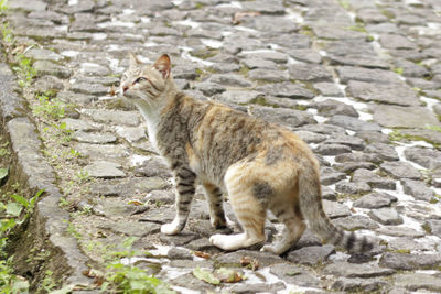 Portrait of cat sitting on rock