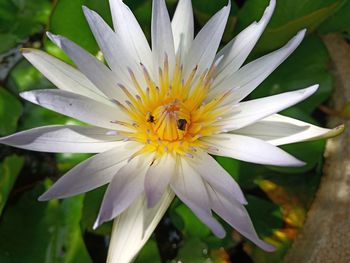 Close-up of insect on white flower