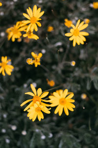 Close-up of yellow flowering plant