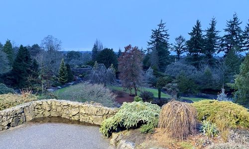 Scenic view of forest against clear sky