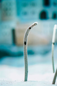 The spotted garden eel in the sand bangkok oceanarium  a visit to the aquarium-siam ocean world 