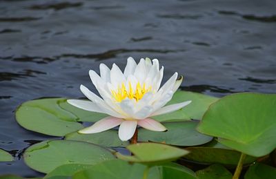 Close-up of lotus water lily in lake