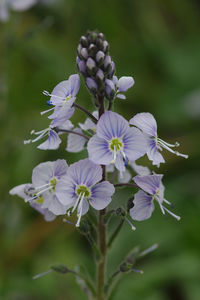 Close-up of purple flowering plant