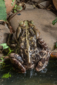 High angle view of frog in water