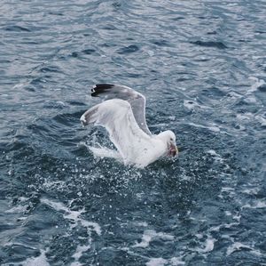 View of duck swimming in sea