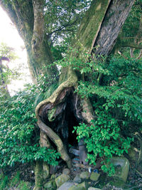 Moss growing on tree trunk in forest