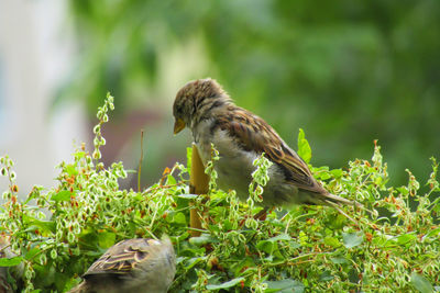 Bird perching on a plant