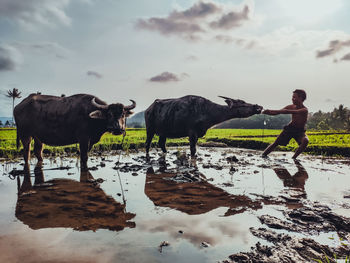 Horse standing in a farm