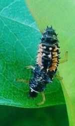 Close-up of insect on leaf