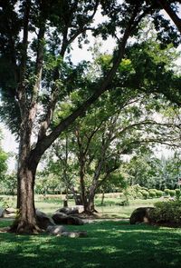 View of trees in park