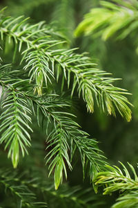 Macro view of delicate branches on a norfolk pine.