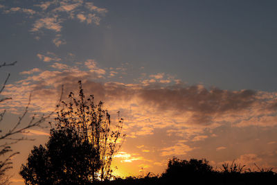 Low angle view of silhouette trees against orange sky