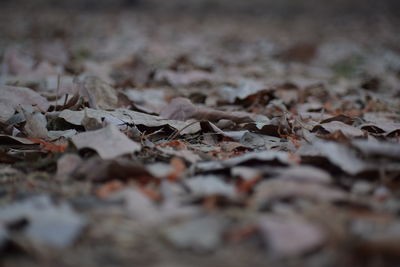 Close-up of fallen leaves on ground