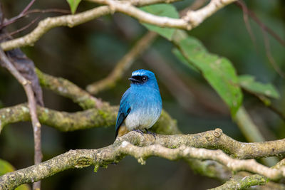 Close-up of bird perching on branch