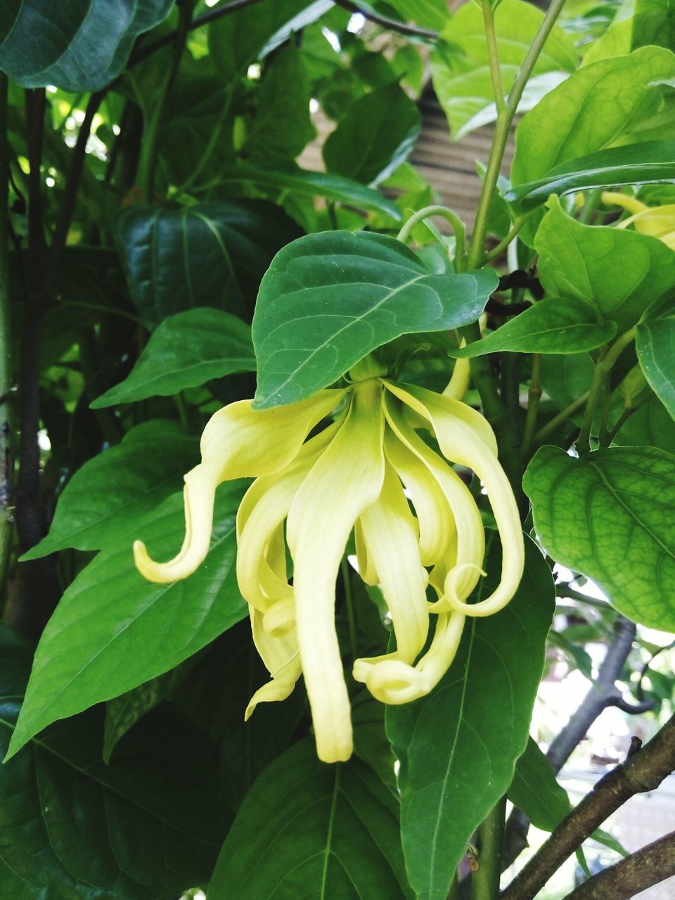 CLOSE-UP OF PLANT GROWING ON WHITE BACKGROUND