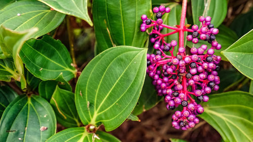 Close-up of pink flowering plant