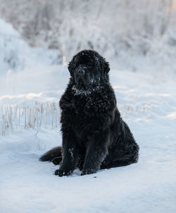 Newfoundland in winter wonderland